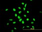 YY1 Antibody (clone 4D2)